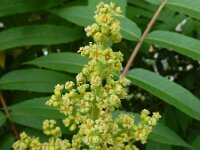 Rhus typhina 8, Azijnboom, Saxifraga-Ed Stikvoort : droogbloemen Breda