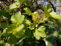 Ribes alpinum 20, Alpenbes, Saxifraga-Ed Stikvoort