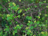 Ribes alpinum 22, Alpenbes, Saxifraga-Ed Stikvoort