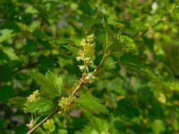 Ribes alpinum 25, Alpenbes, Saxifraga-Ed Stikvoort