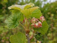 Ribes nigrum 22, Zwarte bes, Saxifraga-Ed Stikvoort