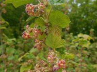 Ribes nigrum 23, Zwarte bes, Saxifraga-Ed Stikvoort
