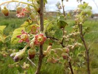 Ribes nigrum 25, Zwarte bes, Saxifraga-Ed Stikvoort
