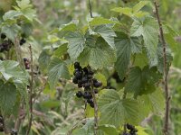 Ribes nigrum 27, Zwarte bes, Saxifraga-Willem van Kruijsbergen