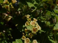 Ribes rubrum 28, Aalbes, Saxifraga-Ed Stikvoort