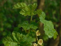 Ribes rubrum 29, Aalbes, Saxifraga-Ed Stikvoort