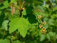 Ribes rubrum 30, Aalbes, Saxifraga-Ed Stikvoort