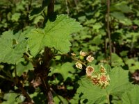 Ribes rubrum 31, Aalbes, Saxifraga-Ed Stikvoort