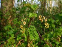 Ribes rubrum 32, Aalbes, Saxifraga-Ed Stikvoort
