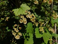 Ribes rubrum 33, Aalbes, Saxifraga-Ed Stikvoort