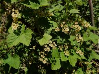 Ribes rubrum 34, Aalbes, Saxifraga-Ed Stikvoort