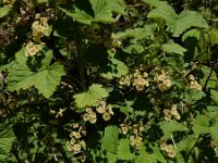 Ribes rubrum 36, Aalbes, Saxifraga-Ed Stikvoort