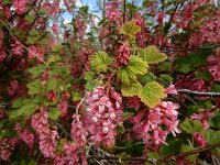 Ribes sanguineum 17, Rode ribes, Saxifraga-Ed Stikvoort
