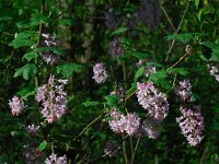 Ribes sanguineum 21, Rode ribes, Saxifraga-Ed Stikvoort