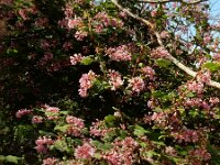 Ribes sanguineum 25, Rode ribes, Saxifraga-Ed Stikvoort