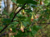 Ribes uva-crispa 13, Kruisbes, Saxifraga-Ed Stikvoort
