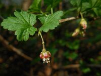 Ribes uva-crispa 14, Kruisbes, Saxifraga-Ed Stikvoort