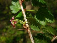 Ribes uva-crispa 15, Kruisbes, Saxifraga-Ed Stikvoort