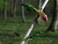 Ribes uva-crispa 16, Kruisbes, Saxifraga-Ed Stikvoort