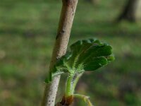 Ribes uva-crispa 17, Kruisbes, Saxifraga-Ed Stikvoort