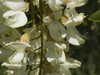 Robinia pseudoacacia, False Acacia