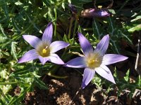 Romulea bulbocodium 32, Saxifraga-Harry Jans