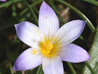 Romulea bulbocodium 38, Saxifraga-Sonja Bouwman  Crocus-leaved romulea - Romulea bulbocodium - Iridaceae familie; Sagres (Pt)