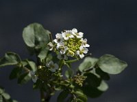 Rorippa nasturtium-aquaticum 1, Saxifraga-Jan van der Straaten