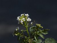 Rorippa nasturtium-aquaticum 2, Saxifraga-Willem van Kruijsbergen