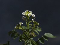 Rorippa nasturtium-aquaticum 3, Saxifraga-Willem van Kruijsbergen