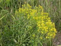 Rorippa sylvestris 1, Akkerkers, Saxifraga-Peter Meininger