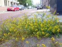 Rorippa sylvestris 4, Akkerkers, Saxifraga-Ed Stikvoort