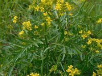 Rorippa sylvestris 7, Akkerkers, Saxifraga-Ed Stikvoort