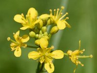 Rorippa sylvestris 8, Akkerkers, Saxifraga-Sonja Bouwman