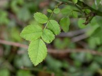 Rosa arvensis 1, Bosroos, Saxifraga-Peter Meininger