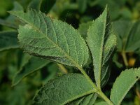 Rosa caesia 5, Behaarde struweelroos, Saxifraga-Ed Stikvoort