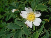 Rosa caesia 7, Behaarde struweelroos, Saxifraga-Ed Stikvoort