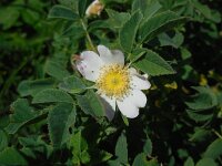 Rosa caesia 8, Behaarde struweelroos, Saxifraga-Ed Stikvoort