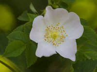 Rosa canina 64, Hondsroos, Saxifraga-Jan Nijendijk