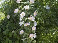 Rosa canina 70, Hondsroos, Saxifraga-Jan Nijendijk