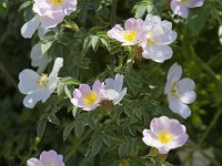 Rosa canina 71, Hondsroos, Saxifraga-Jan Nijendijk