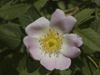 Rosa canina 1, Hondsroos, Saxifraga-Jan van der Straaten