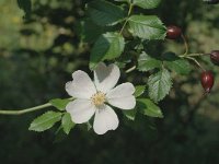 Rosa canina 10, Hondsroos, Saxifraga-Jan van der Straaten