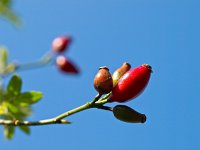 Rosa canina 11, Hondsroos, Saxifraga-Rudmer Zwerver