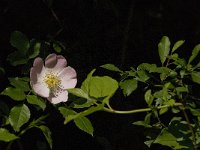 Rosa canina 13, Hondsroos, Saxifraga-Jan van der Straaten