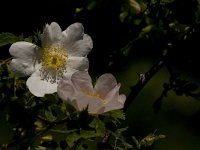 Rosa canina 15, Hondsroos, Saxifraga-Jan van der Straaten