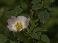 Rosa canina 17, Hondsroos, Saxifraga-Jan van der Straaten