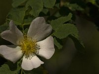 Rosa canina 19, Hondsroos, Saxifraga-Jan van der Straaten