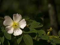 Rosa canina 22, Hondsroos, Saxifraga-Jan van der Straaten