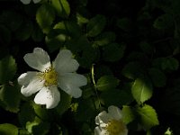 Rosa canina 25, Hondsroos, Saxifraga-Jan van der Straaten